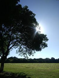 Trees growing on field against sky