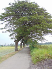 Road amidst trees on field against sky