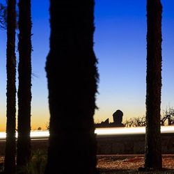 Trees against sky at sunset