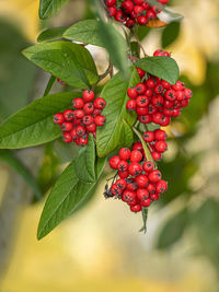 Close-up of red berries growing on tree