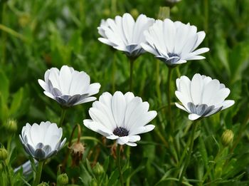 Close-up of white daisy flowers growing in field