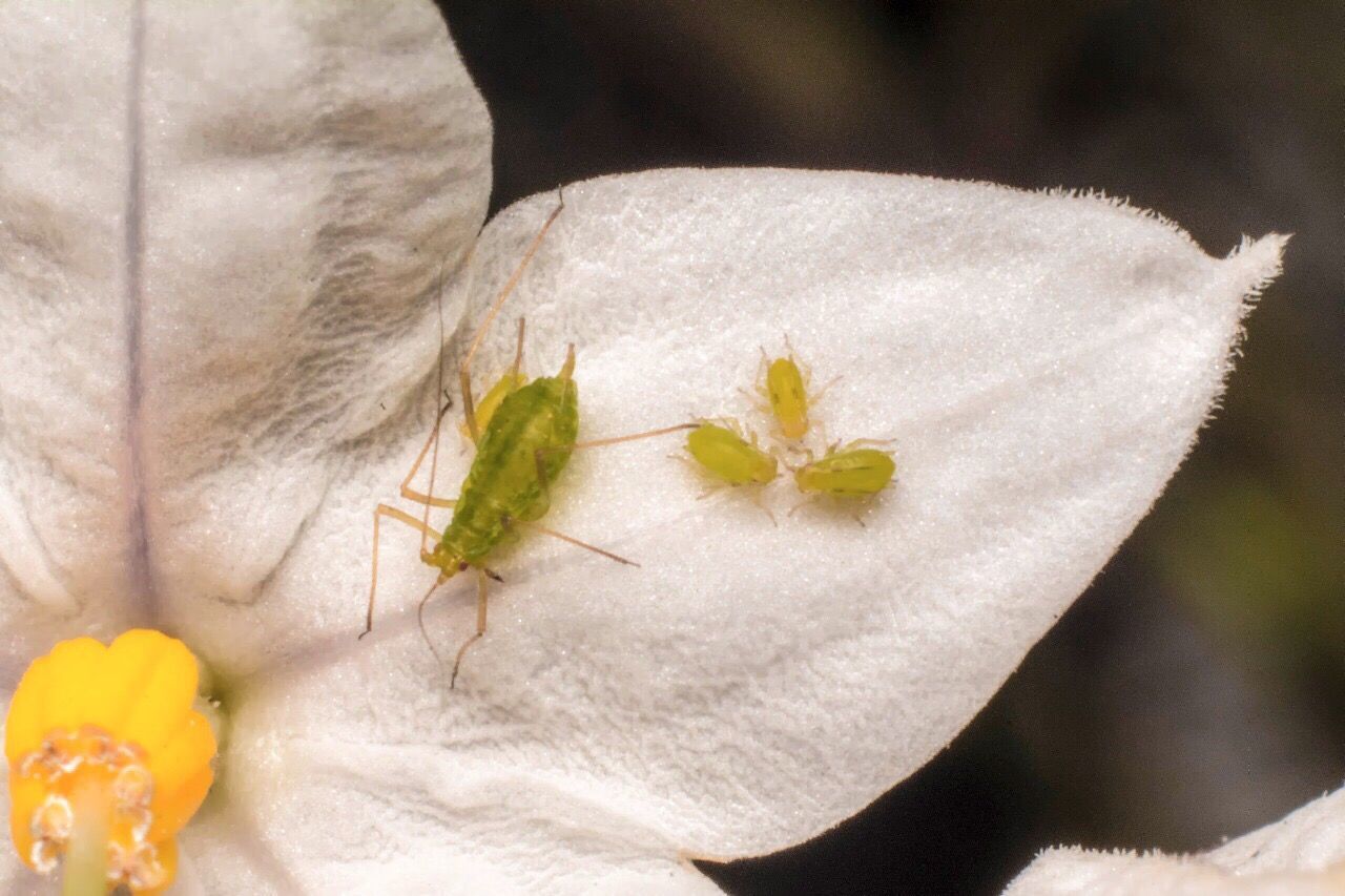 white color, flower, close-up, leaf, nature, freshness, one animal, petal, insect, fragility, flower head, growth, animal themes, day, animals in the wild, no people, plant, beauty in nature, outdoors