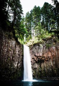 Low angle view of waterfall in forest