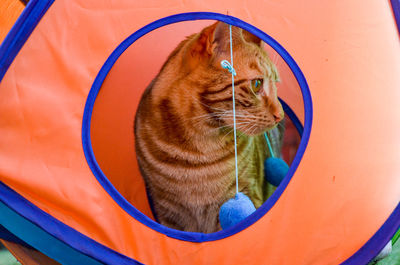 Close-up portrait of cat