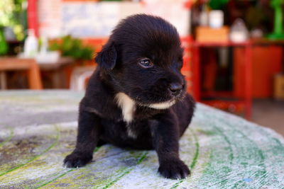 Portrait of black dog sitting outdoors