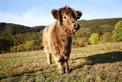 Cattle standing in a field