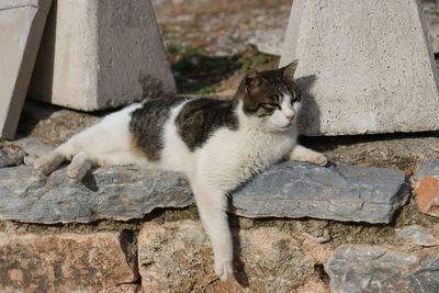 Portrait of cat resting on wall