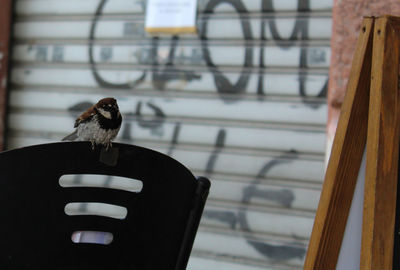 Low angle view of sparrow perching on chair