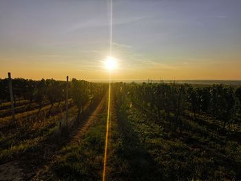 Scenic view of vineyard against sky during sunset