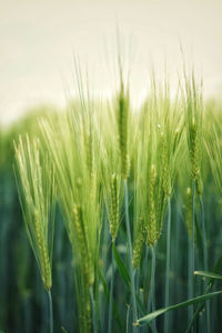 Close-up of wheat growing on field