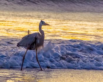 Bird on shore at beach during sunset