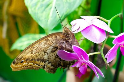 Close-up of butterfly pollinating flower