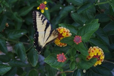 Close-up of butterfly on plant