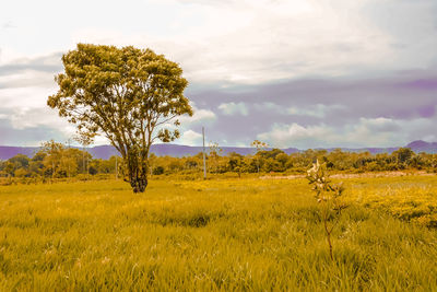 Scenic view of field against cloudy sky