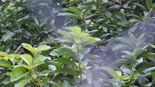 Close-up of green plant in park