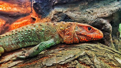 Close-up of lizard on rock