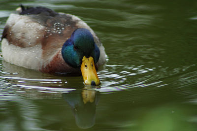 Close-up of duck swimming in lake