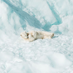 High angle view of animal resting on snow