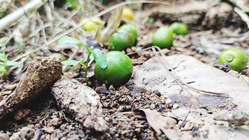 Close-up of fruits growing on field