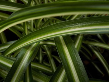 Close-up of fresh green grass