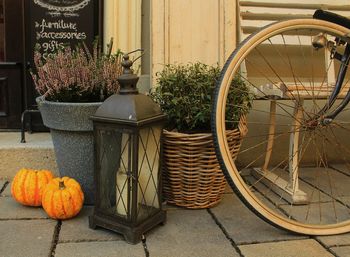 View of potted plants in basket