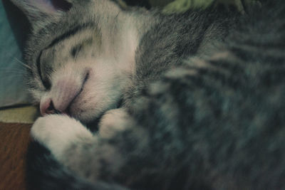 Close-up of cat sleeping