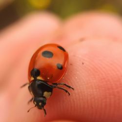 Close-up of ladybug