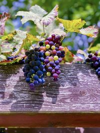 Close-up of grapes growing in vineyard