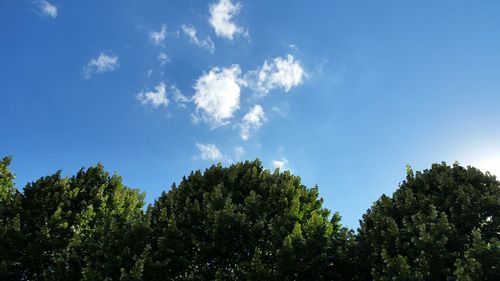 Low angle view of trees against blue sky