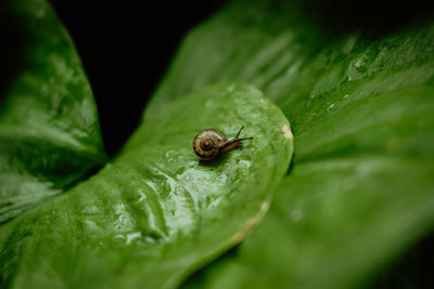 Close-up of snail on wet leaf