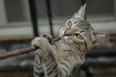 Close-up of a cat looking away