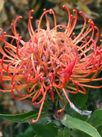 Close-up of red flower