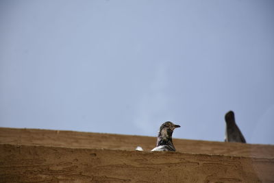 Low angle view of bird on land against sky