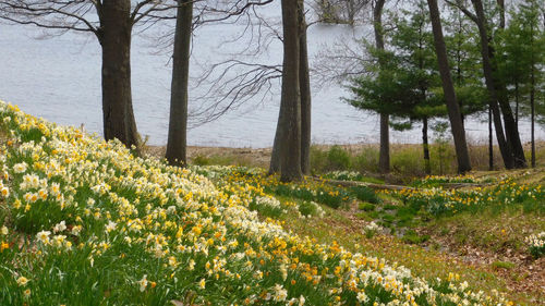 Scenic view of flowering plants and trees on field