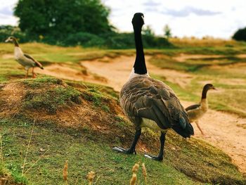 Canada goose on field