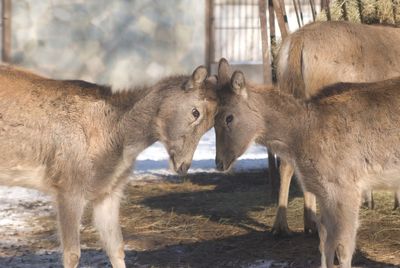 Close-up of two horses