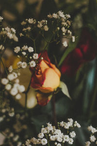 Close-up of flowers blooming outdoors