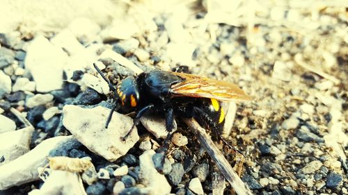 Close-up of insect