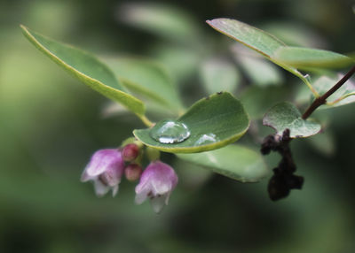 Close-up of flowering plant