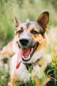 Close-up portrait of dog