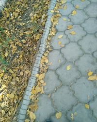 High angle view of dry leaves on street