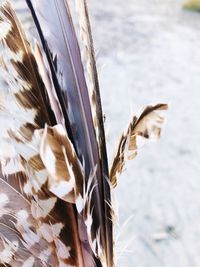Close-up of feather