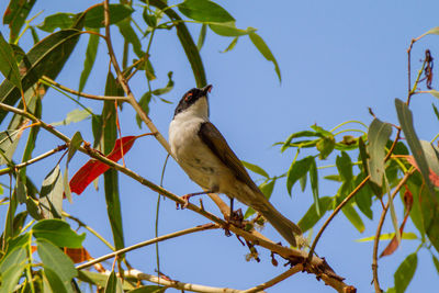 Low angle view of bird perching on branch against sky