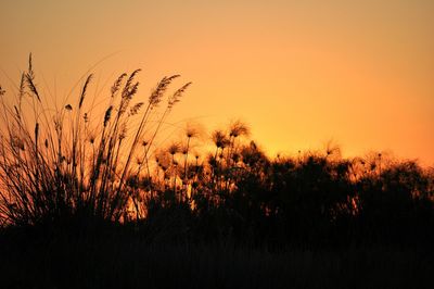 Silhouette plants against sky during sunset