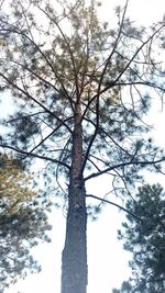 Low angle view of tree against sky