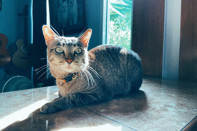 Portrait of a cat sitting on floor