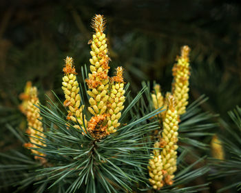 Close-up of yellow flowering plant