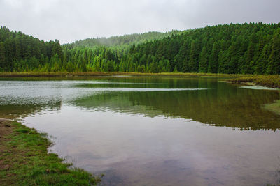 Scenic view of lake by trees in forest against sky