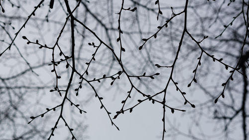 Close-up of bare branches against sky
