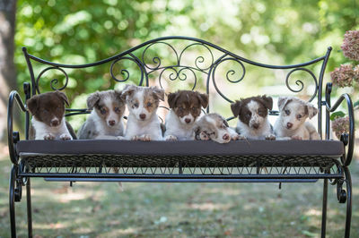 Dog sitting on chair